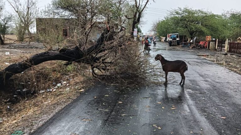 अकाेल्यात गारपीटसह वादळी वाऱ्याचा पाऊस, आंब्यासह भाजीपाल्याचे नुकसान